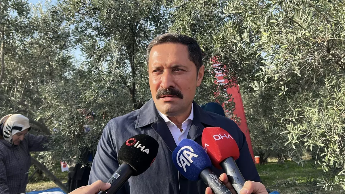 Hatay'da Zeytin Hasadı Başladı